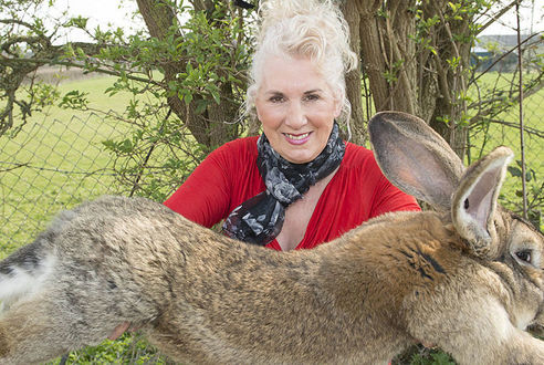 قضية تعويض جديدة ضد يونايتد ايرلاينز بسبب أرنب
