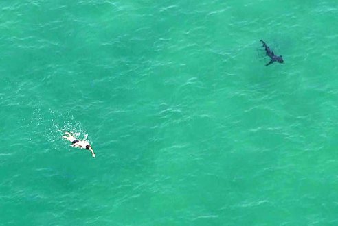 عشرات أسماك القرش تحاصر الرياضيين والشرطة تحذرهم