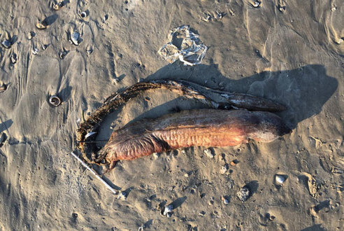 الأمواج تقذف حيوانا غامضا على أحد شواطئ ولاية تكساس