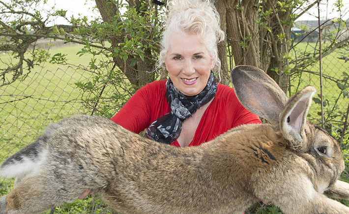 قضية تعويض جديدة ضد يونايتد ايرلاينز بسبب أرنب